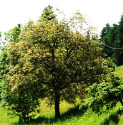 chambres d'hotes Dlices de Noix Bellevaux Haute-Savoie